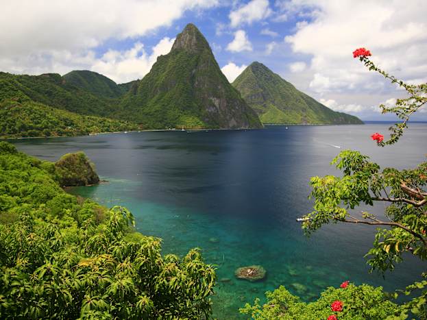 pitons-flower.jpg